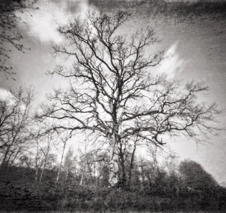 A vintage photograph of a tree amidst a woodland, taken with a pinhole camera