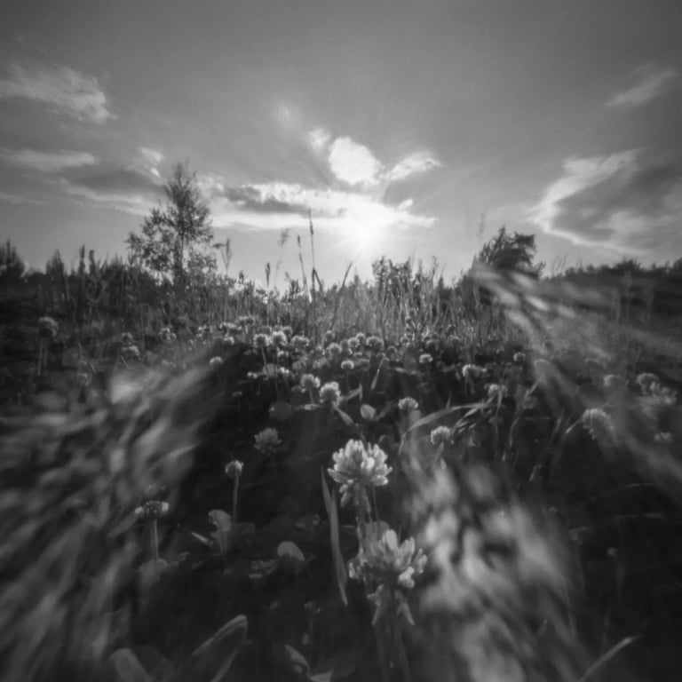 Black and white photo of flowers in the grass