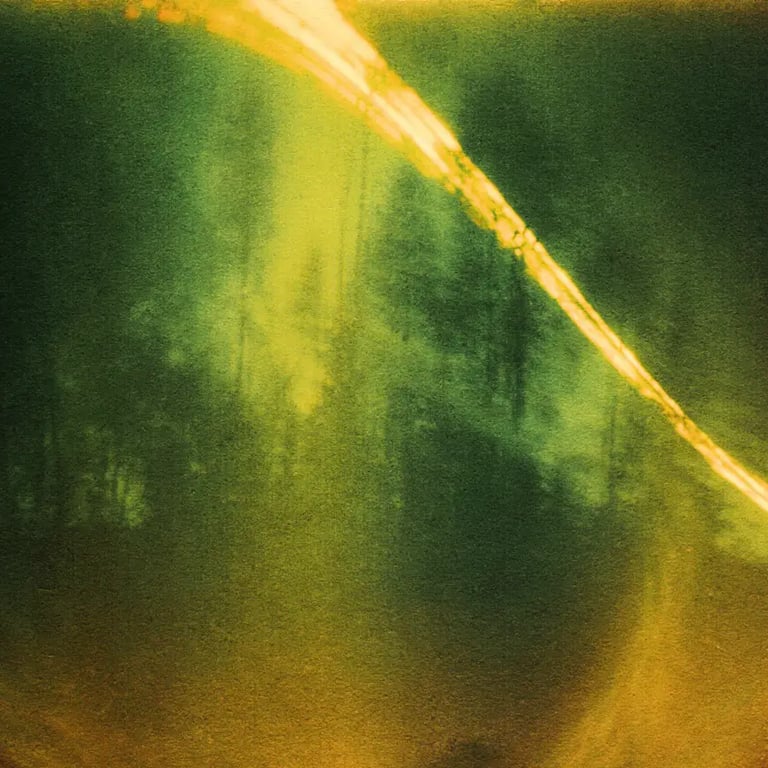 Sun path crossing green wood