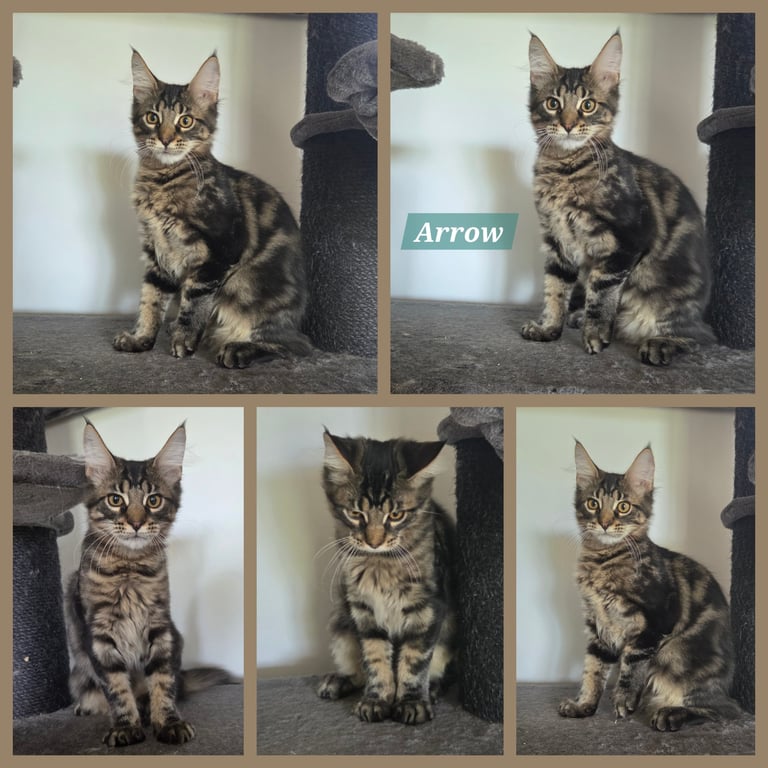 Chaton maine coon brown blotched tabby