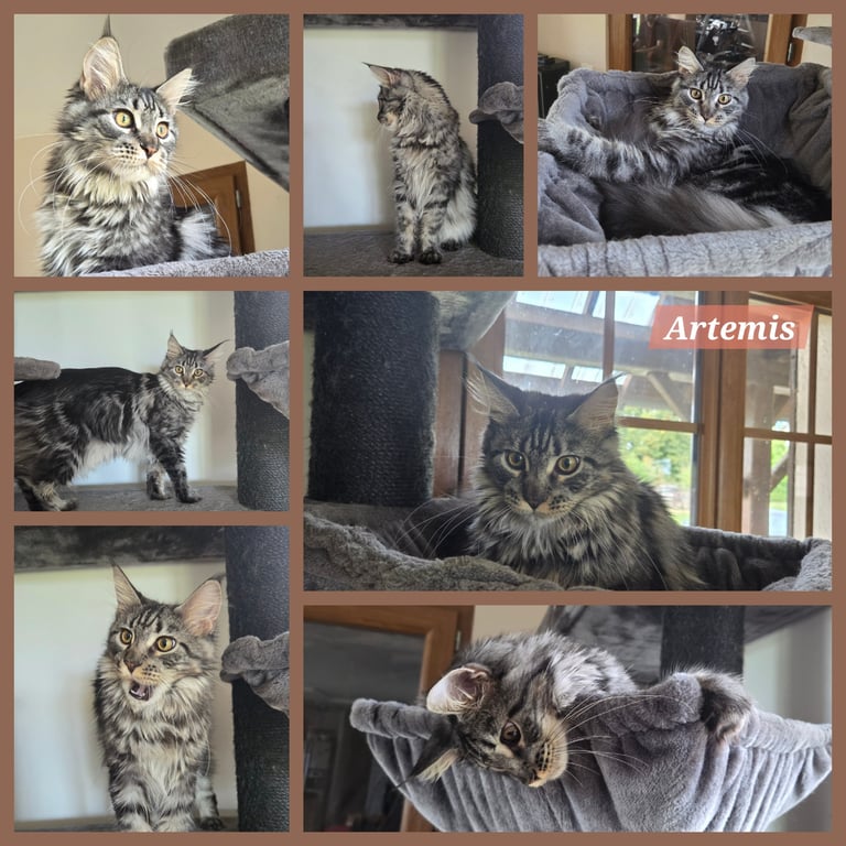 maine coon black silver