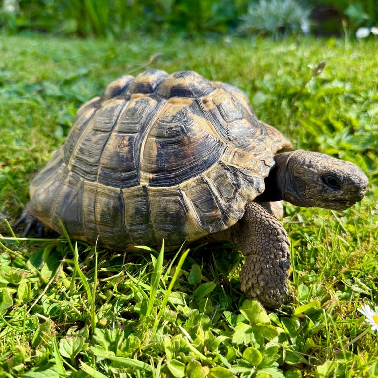 Tom the Tortoise