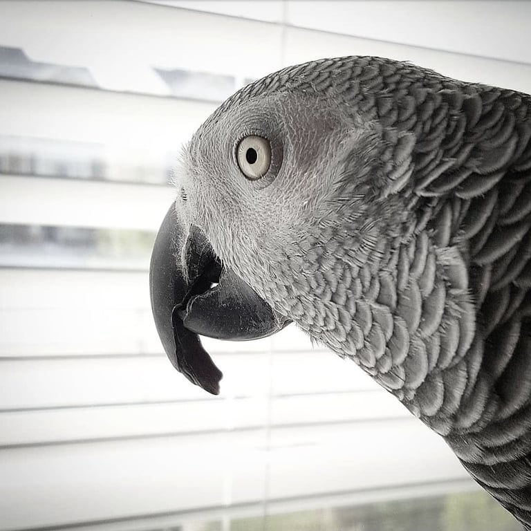 African Grey Parrot looking out of a window