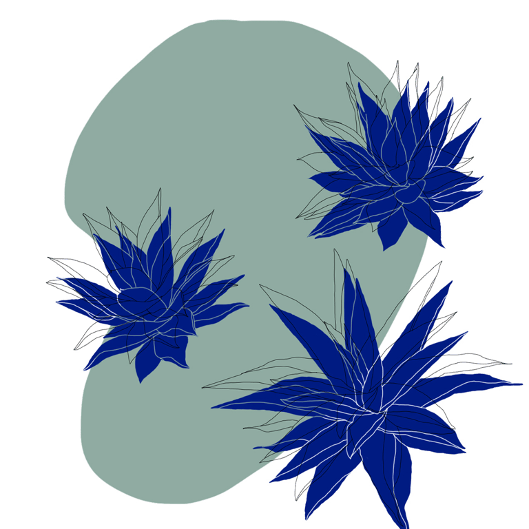 Illustration/montage photo d'agaves.