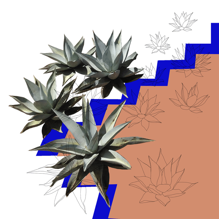 Illustration/montage photo d'agaves.