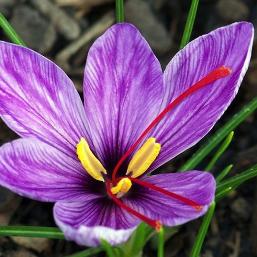 a saffron flower with a yellow center