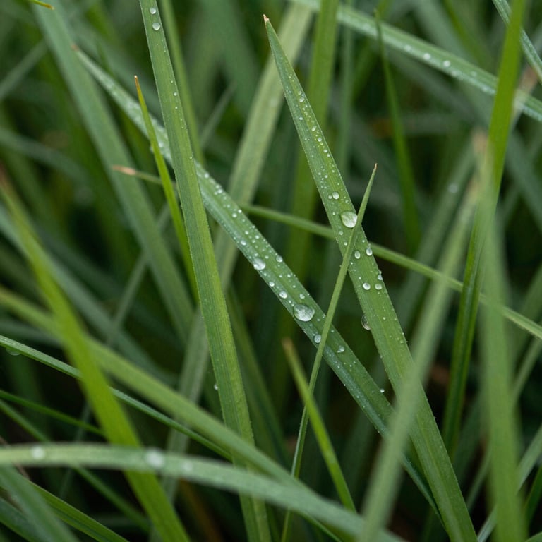 A close-up shot of vibrant green Rhodes grass blades with dew on them, natural lighting.