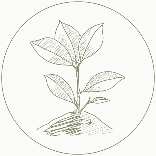 Racine solide symbolisant l'ancrage et le soutien, appuit sur l'environnement