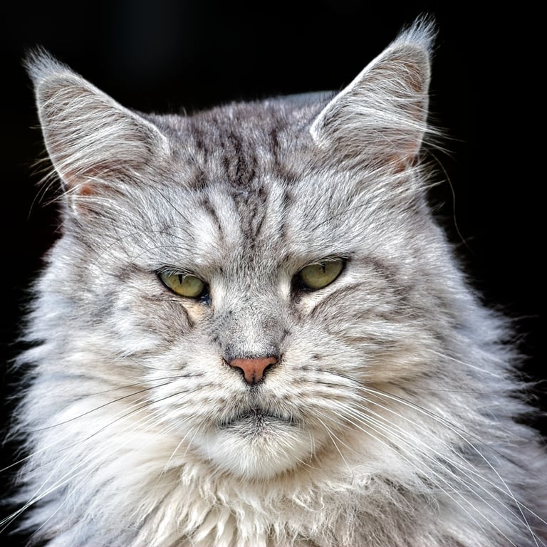 portrait de maine coon de franche comté silver ancien type