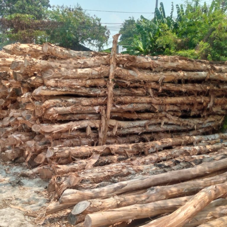 Kayu Dolken gekam