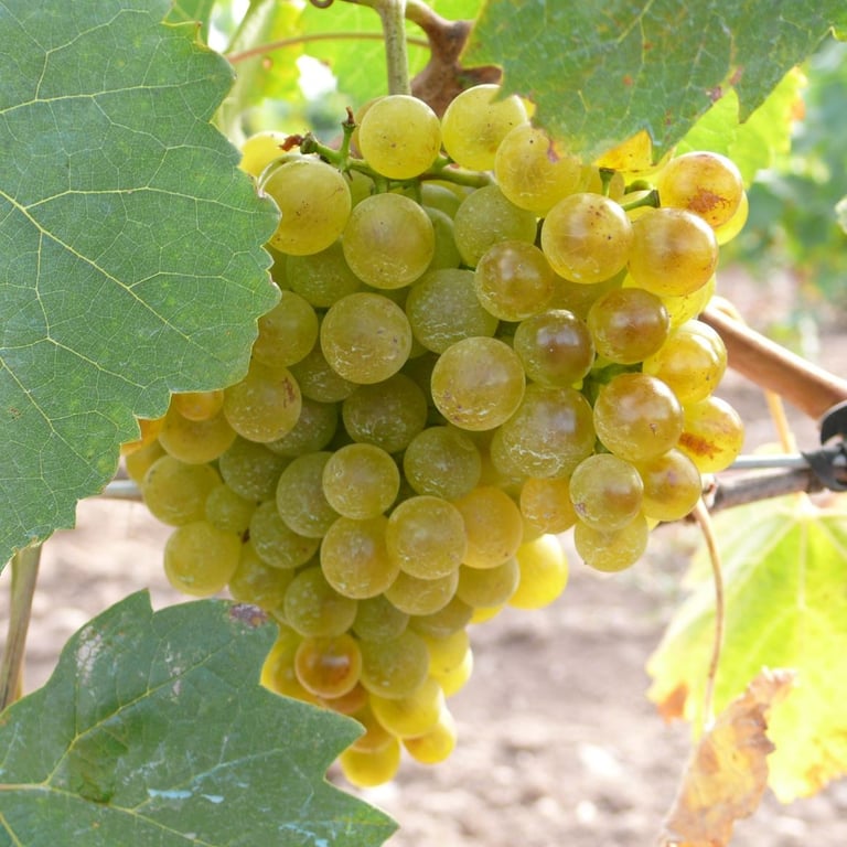una variedad albarín