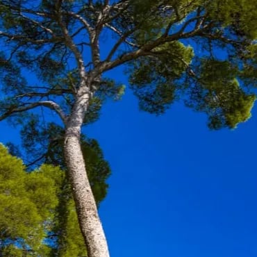 French Maritime Pine Bark Extract (Pycnogenol) - Joint Genesis Ingredients