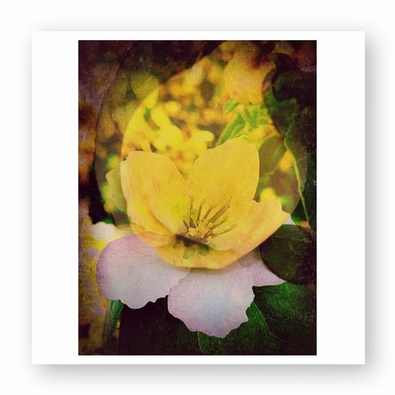 A dreamy photography shows a vibrant yellow quince flower blooming against a dark, leafy background