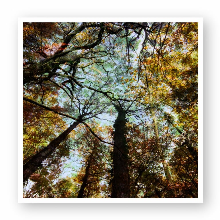 Low-angle view of autumn forest canopy with colorful yellow leaves and sunlight through tree branches.