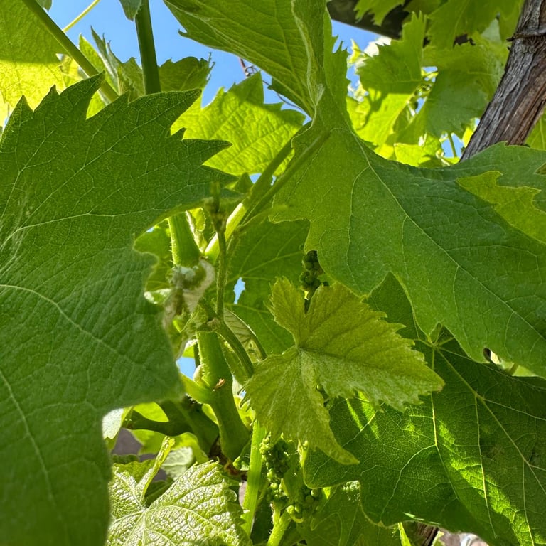 Photo of newly budding grapes and grape leaves on a vine in front of blue skies