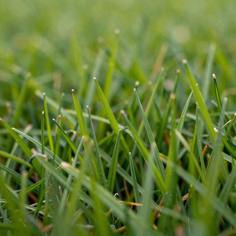 Macro shot of healthy grass blades in a well-fertilized North American lawn.