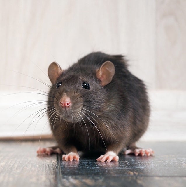 traitement contre les rats et souris efficace avec des produits professionnels