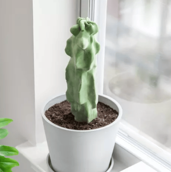 an American Totem Pole Cactus indoors