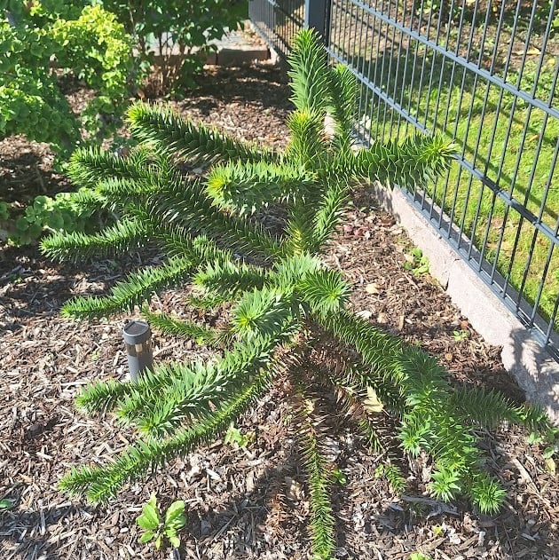 a Monkey Puzzle Tree in a South American garden