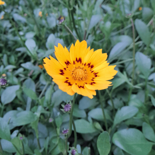 one yellow Coreopsis flower growing in zone 6