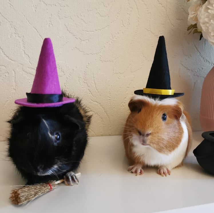 two guineas dressed up as witches and witches