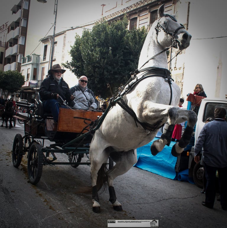 Oscar Ariel 2