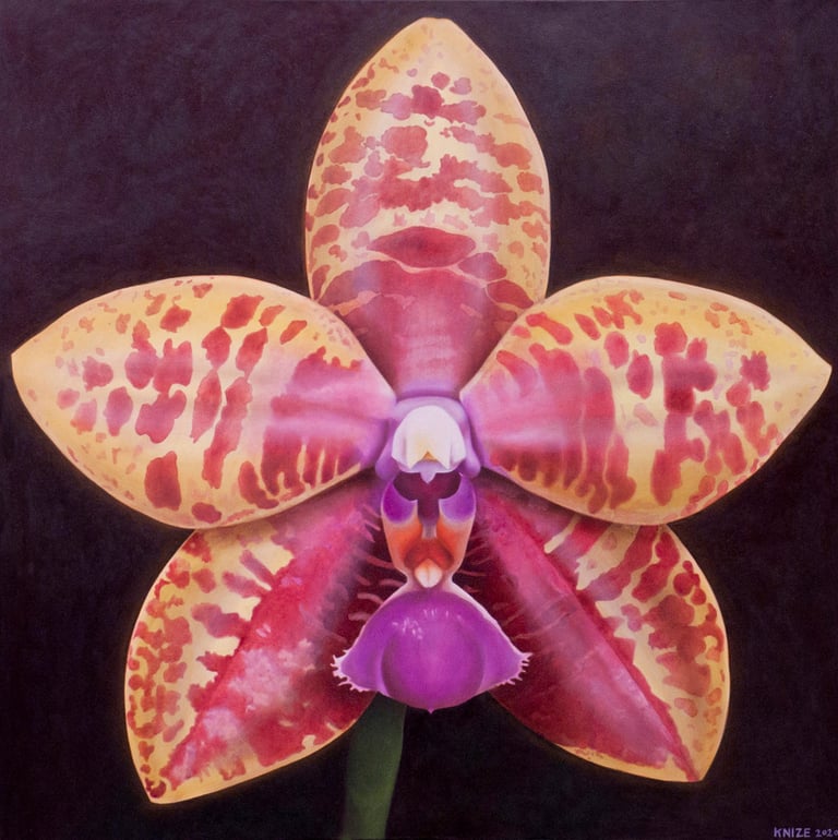 Christine Knize, Phalaenopsis Orchid,,60"x60", Oil on Canvas, Orchidelirium