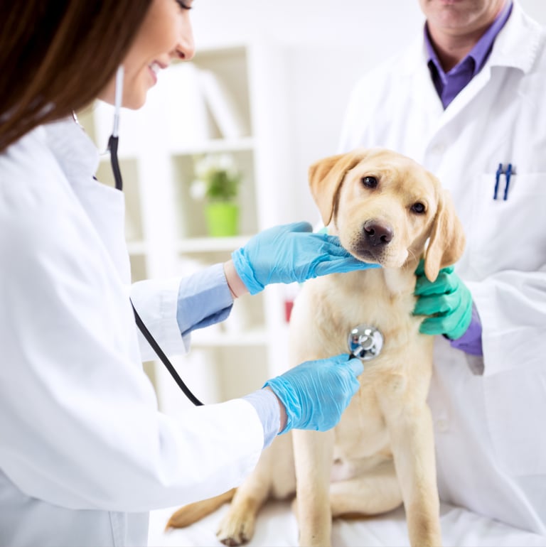  TKEL veterinario a domicilio  en Espartinas Sanlúcar umbrete olivares salteras valencina de la concepción tomares Gines Borm
