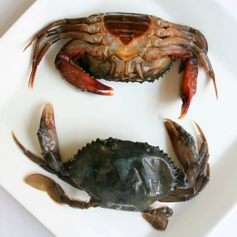 soft-shell crabs