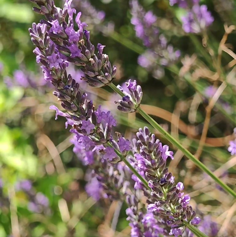 Lavande fraiche du jardin pour formulaire de contact