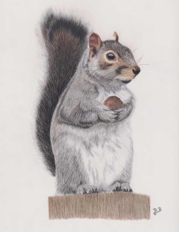 Ecureuil aux crayons de couleurs