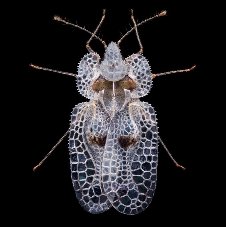 Corythucha ciliata netzwanze