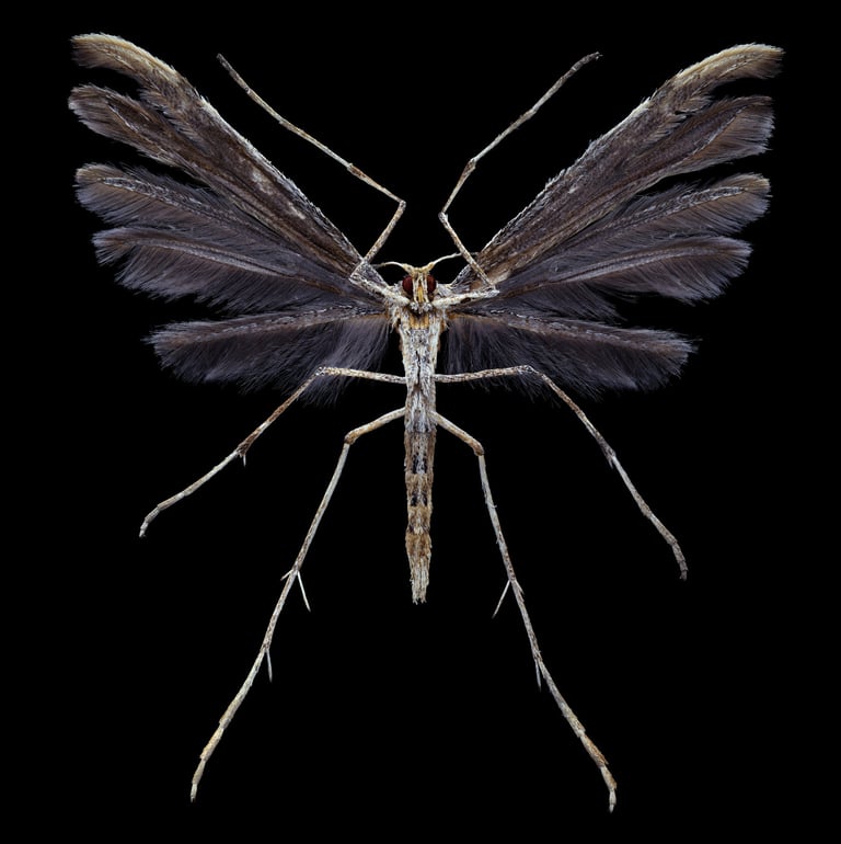 Pterophoridae Federmotte fethermoth