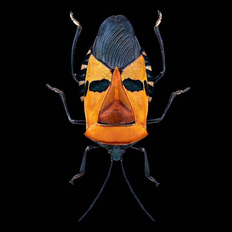 Catacanthus incarnatus