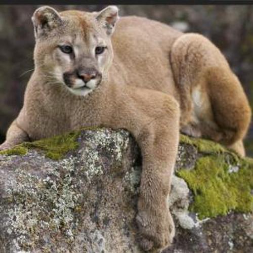 Facing Danger of Mountain Lions!