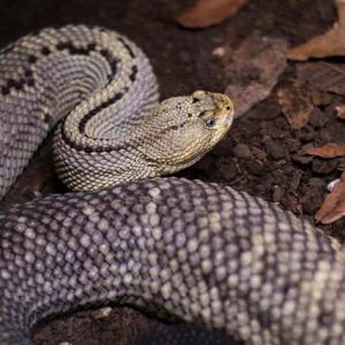 Threat and Danger from Snakes!