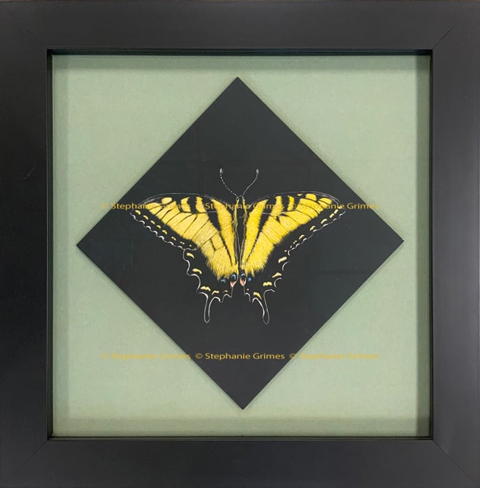 A framed scratchboard painting of a yellow swallow tail butterfly on a black diamond background.