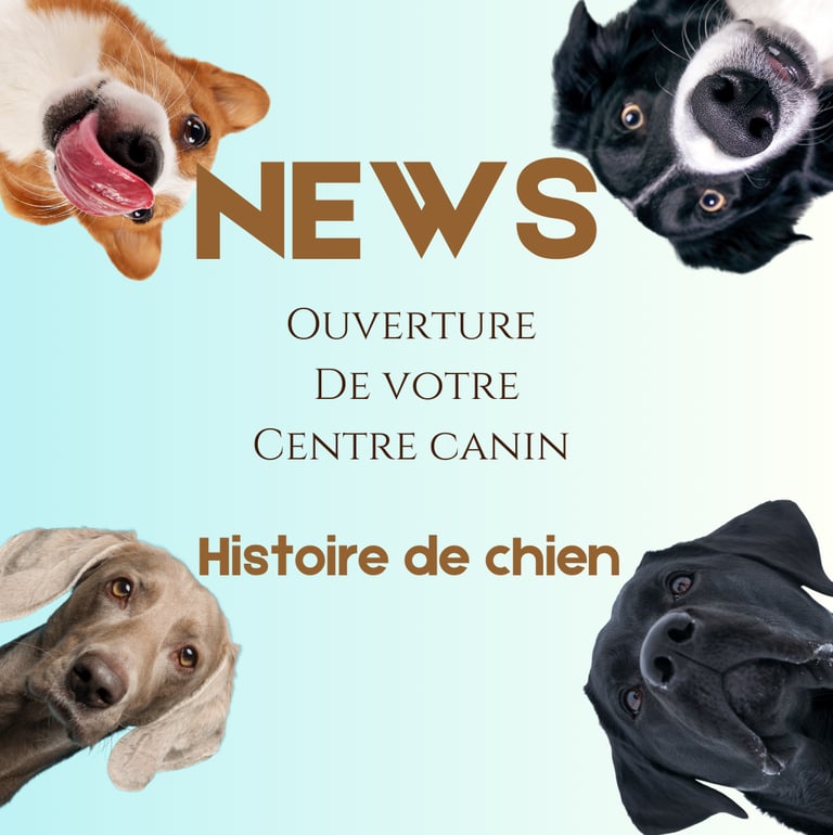 offre de lancement éducateur canin