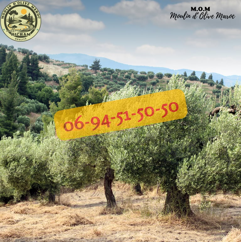 presse huile d'olive maroc