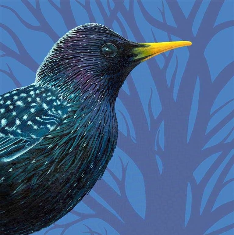 Bird painting in acrylics called 'Midnight Starling'
