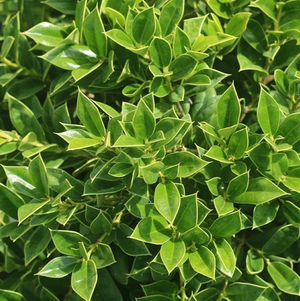 a lot of green Carissa Holly leaves