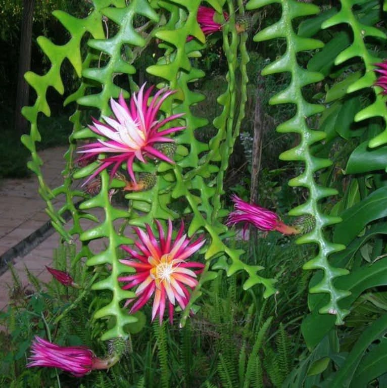 also native Japan Fishbone Cactus