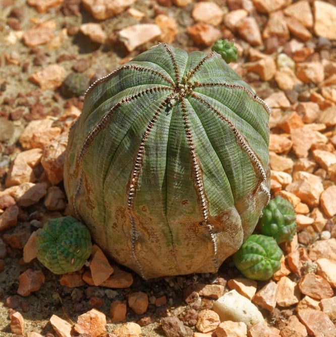 small green baseball cacti growing in a stony lanscape