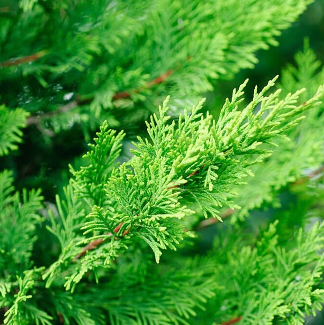 bright green Leyland Cypress stems