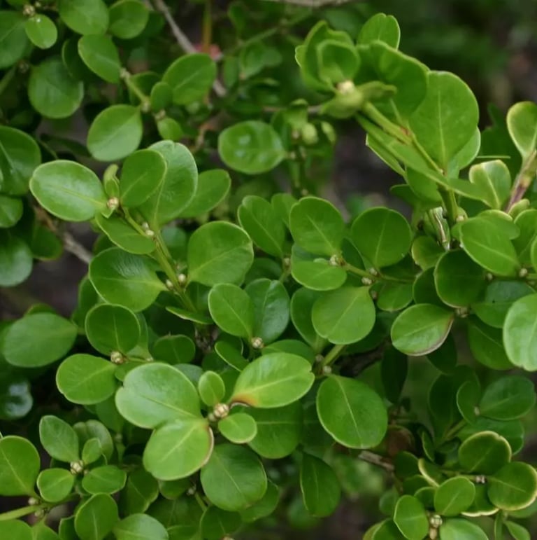 a fast growing shrub named Japanese Boxwood