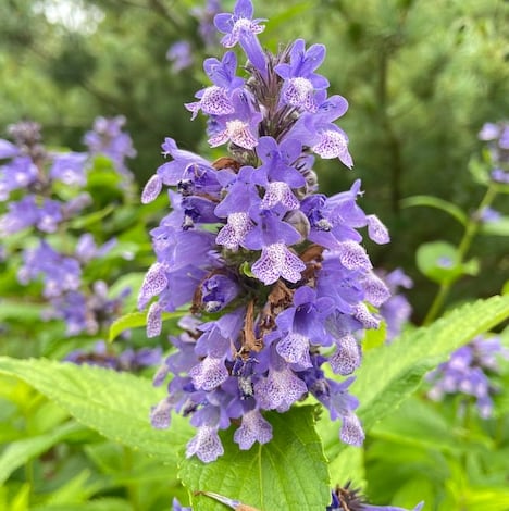 a leafy dwarf perennial named Catmint