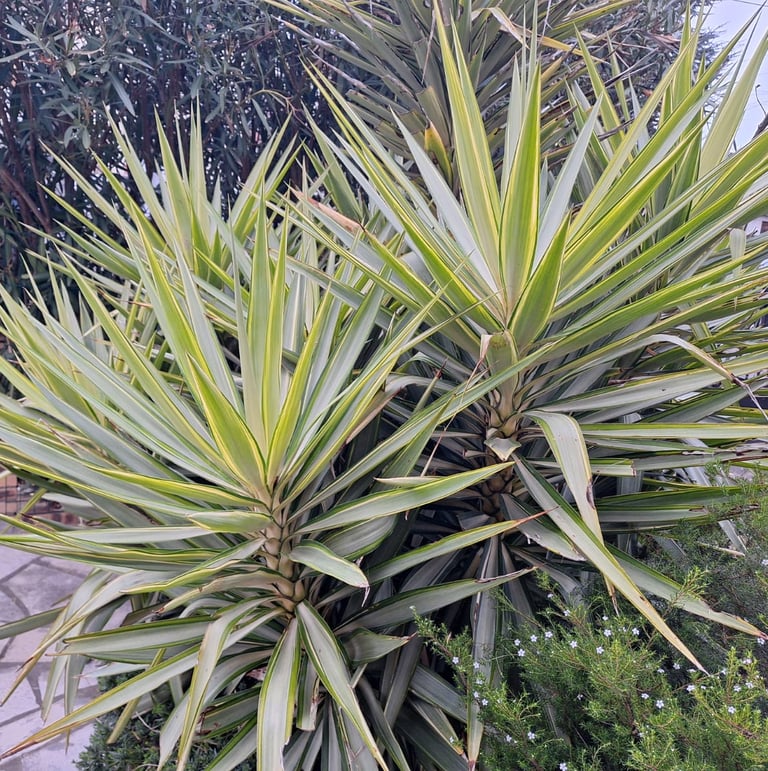 two green outdoor Yucca cactus plants
