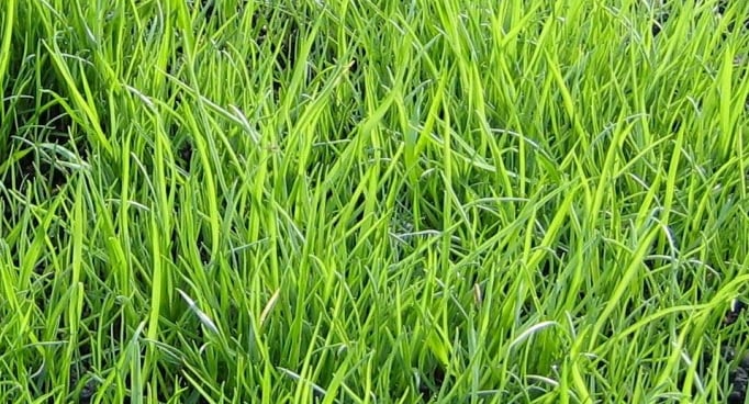 a lot of light green Tall Fescue weeds