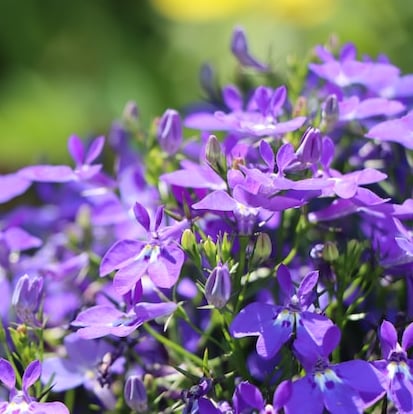 multiple pink Lobelia flowers for hanging baskets