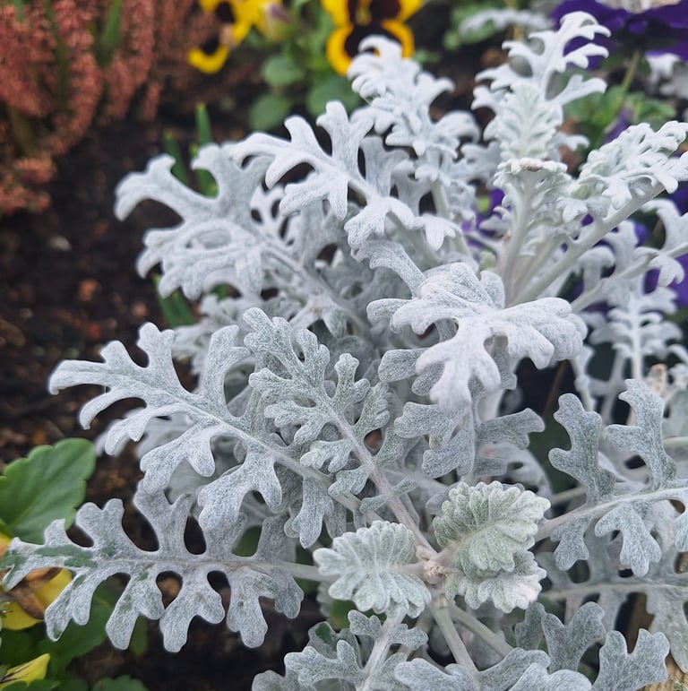 a Dusty Miller plant with a gray foliage